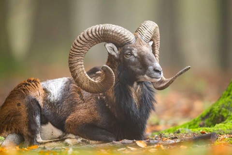 European mouflon (Ovis aries musimon) ram (male) lying in a forest in autumn, Bavaria, Germany
