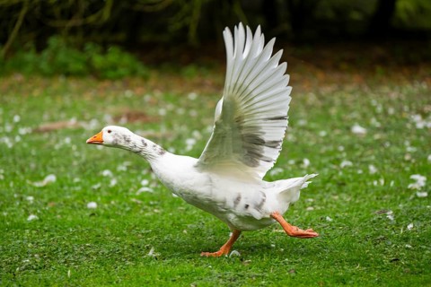 Domestic goose (Anser Anser domesticus) starts flying on a meadow, Bavaria, Germany