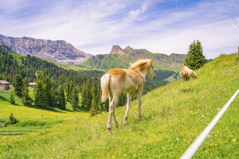 Foal grazing on a green meadow in front of picturesque mountains under a blue sky, hike to the