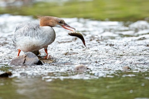 Common merganser (mergus merganser), Female catching a fish, La Mauricie national park. Province of