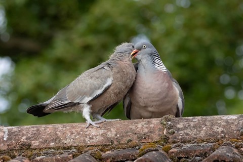 Wood pigeon (Columba palumbus) two birds with a juvenile squab bird being fed by an adult parent