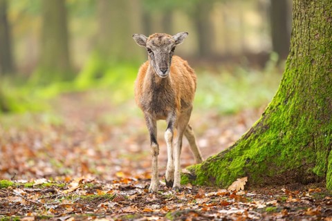European mouflon (Ovis aries musimon) sheep (female) standing in a forest in autumn, Bavaria,