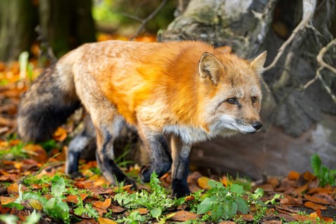 Red fox (Vulpes vulpes) walking in a forest in autumn, Bavaria, Germany