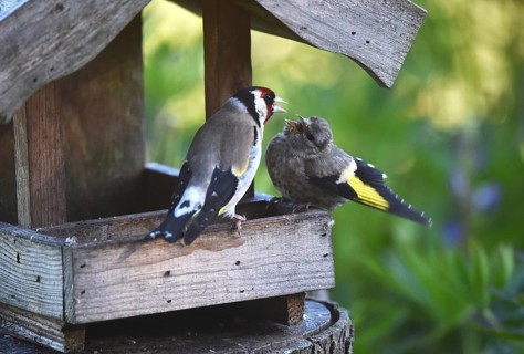 Goldfinch, goldfinch, (Carduelis carduelis) feeds its chick, offspring at the birdhouse