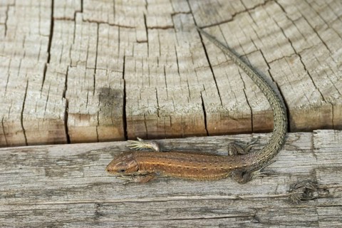 Common lizard (Zootoca vivipara) adult reptile resting on a wooden sleeper, England, United Kingdom