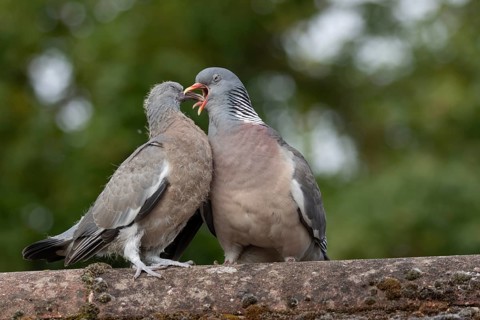 Wood pigeon (Columba palumbus) two birds with a juvenile squab bird being fed by an adult parent
