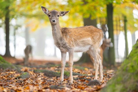 European fallow deer (dama dama) fawn standing in a forest on a foggy day in autumn, Bavaria,