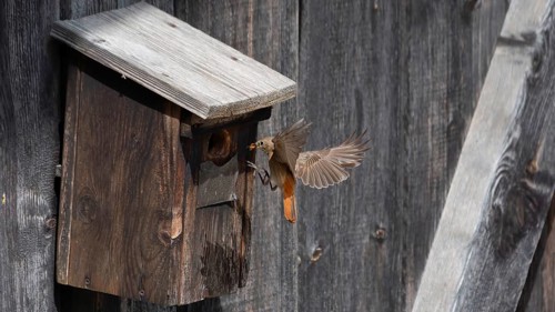 A redstart (Phoenicurus phoenicurus) female landing on a birdhouse, animal photo, bird, bird