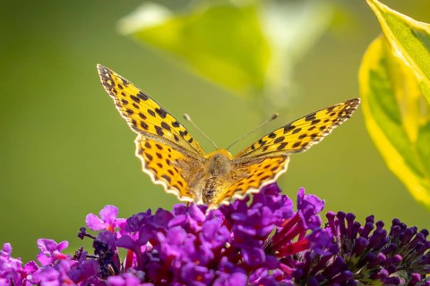 Small pearl-bordered fritillary (Issoria lathonia) on lilac (Buddleja davidii), Ternitz, Lower