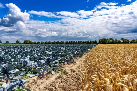 Agriculture, fields, wheat on the right, cabbage cultivation on the left, red cabbage, near Kempen