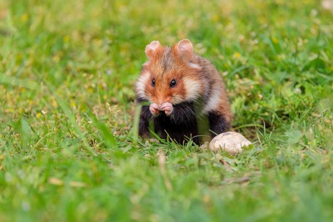 A European hamster (Cricetus cricetus) cleans its snout in a green meadow on a cloudy day
