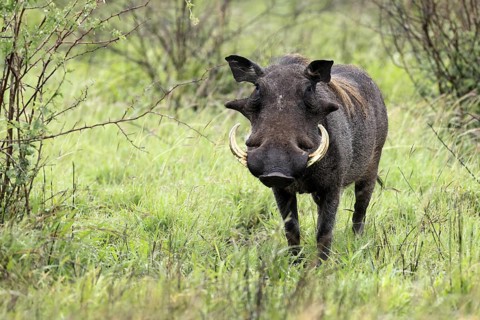 Warthog (Phacochoerus africanus), adult, male, foraging, alert, Kruger, Kruger National Park, South