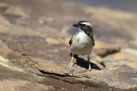 White-browed Weaver (Plocepasser mahali), adult male, on the ground, alert, Mountain Zebra National