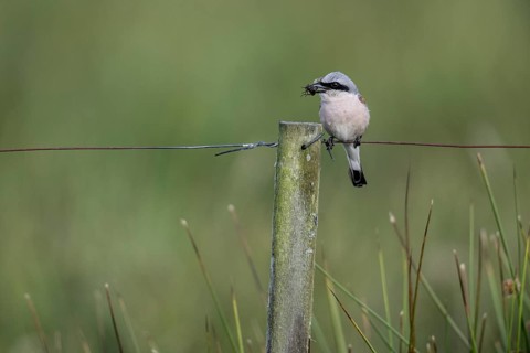 Red-backed shrike (Lanius collurio), Emsland, Lower Saxony, Germany