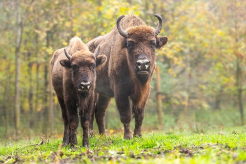 European bison (Bison bonasus) standing on a clearing of a forest in autumn, Bavaria, Germany