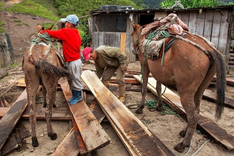 Draft horses and man, Man unloading a draft horse loaded with planks, Imbabura province, Ecuador,