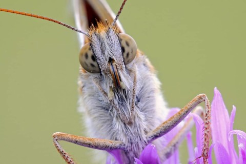 Dark Green Fritillary (Argynnis aglaja), detailed close-up, feeding, nibbling on the nectar of a