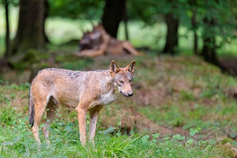 A female gray wolf (Canis lupus lupus) stands at the edge of the forest on a cloudy day. Some other