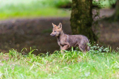 A gray wolf pup (Canis lupus lupus) stands on a small hill at the edge of the forest and observes
