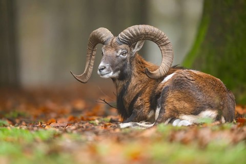 European mouflon (Ovis aries musimon) ram (male) lying in a forest in autumn, Bavaria, Germany