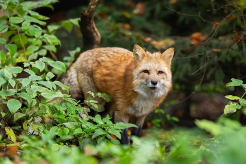 Red fox (Vulpes vulpes) standing in a forest in autumn, Bavaria, Germany