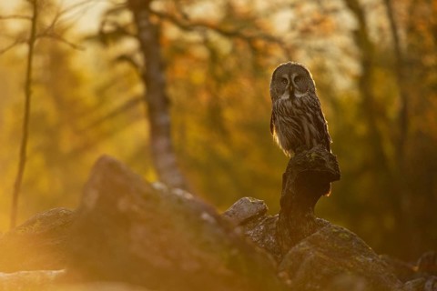 The day awakens... Bearded owl (Strix nebulosa) in the glaring backlight early in the morning in a