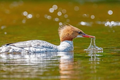 Common merganser (mergus merganser), Female drinking in a lake, La Mauricie national park. Province