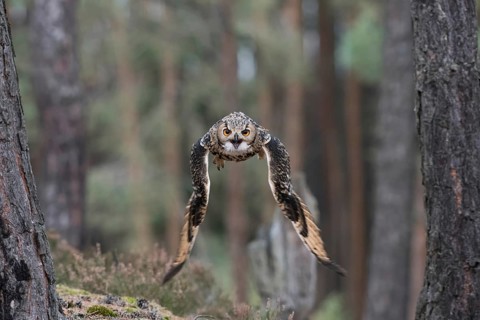 Flying through the forest... Bengal Eagle Owl (Bubo bengalensis), also known as Indian Eagle Owl in