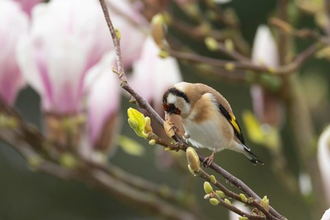 European goldfinch (Carduelis carduelis) adult bird feeding on a garden Magnolia tree in spring,