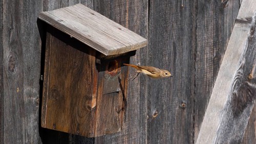 A redstart (Phoenicurus phoenicurus) female jumps out of the entrance of a birdhouse, animal photo,