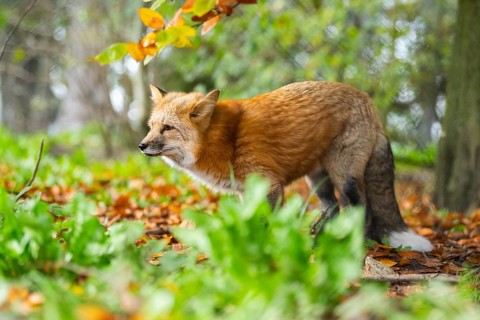 Red fox (Vulpes vulpes) standing in a forest in autumn, Bavaria, Germany