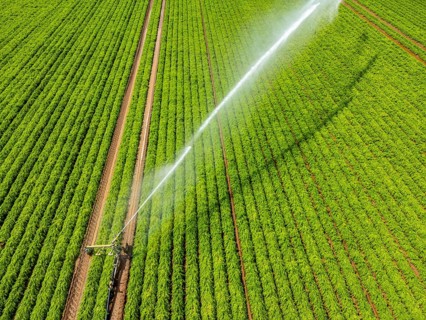 Artificial irrigation with a sprinkler system in a field where carrots are grown, near Kerken, on