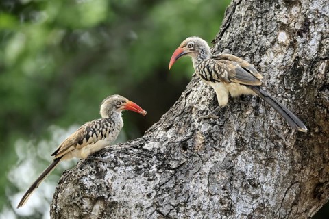 Mopanetoko (Tockus rufirostris), Southern Red-billed Hornbill, adult, pair, on tree, at breeding
