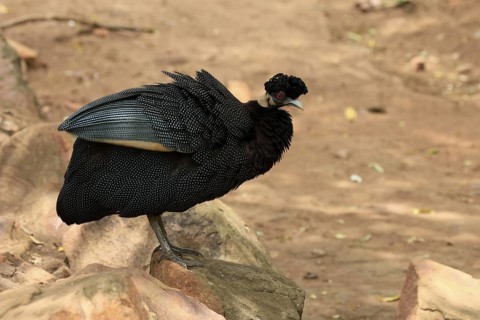 Ruffed Guinea Fowl (Guttera pucherani), adult, on the ground, alert, foraging, Kruger, Kruger