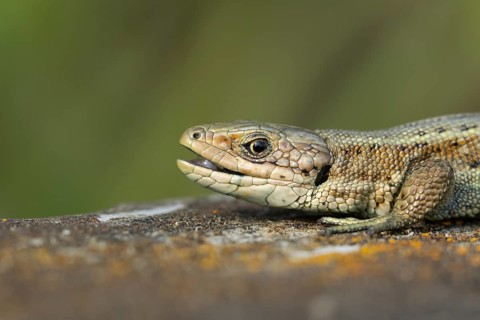 Common lizard (Zootoca vivipara) adult reptile with its mouth open on a wooden sleeper, England,