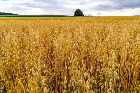 Agriculture, field with grain, oats, shortly in front of harvest, near Nettetal, on the Lower