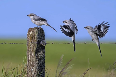 Great grey shrike (Lanius excubitor) juvenile. Sequence of bird landing on wooden fence post with