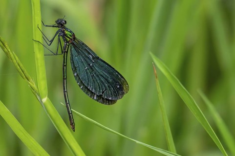 Beautiful demoiselle (Calopteryx virgo) male damselfly clinging to leaf of water plant along stream