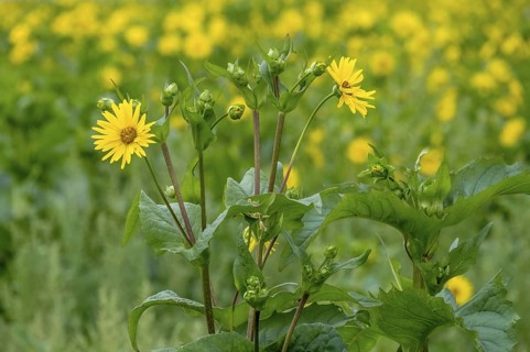 Silphium perfoliatum (Silphium perfoliatum), perennial and perennial plant that can be cultivated