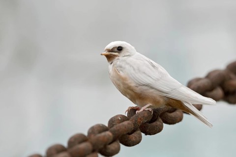 Fledged... Barn Swallow (Hirundo rustica), fledged young white swallow with a genetic defect that