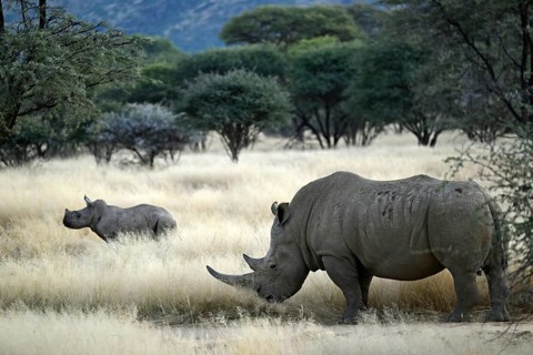 White rhinoceros (Ceratotherium simum) mother with young in Namibia
