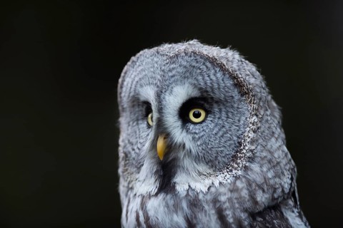 Portrait... Bearded Owl (Strix nebulosa), detailed close-up, typical facial veil, head, portrait,