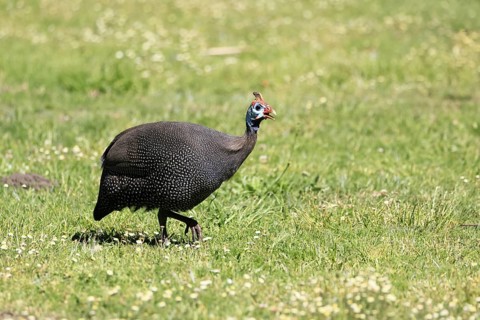 Helmeted guineafowl (Numida meleagris), adult, calling, running, foraging, Kirstenbosch Botanical
