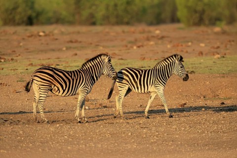 Burchell's zebra (Equus quagga burchelli), Burchell's zebra, adult, two animals, foraging, Kruger,