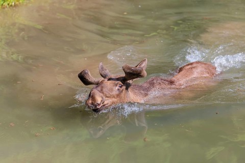 An aggressive bull moose (Alces alces) swims in a stream on a sunny day
