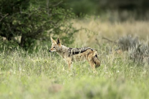 Black-backed jackal (Lupulella mesomelas), adult, alert, stalking, foraging, Kruger, Kruger