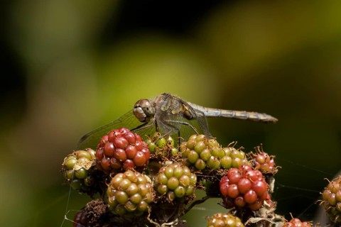 Common darter dragonfly (Sympetrum striolatum) adult insect resting on blackberries fruit in