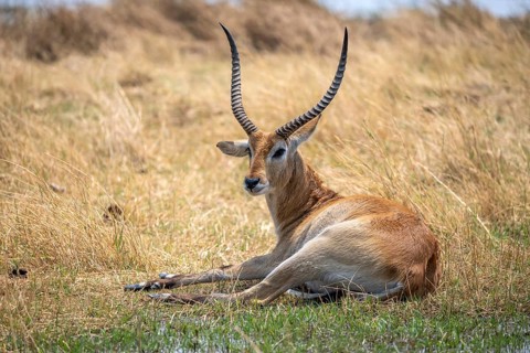 Letschwe or lychee moor antelope (Kobus leche), sitting in dry grass, Okavango Delta, Moremi Game