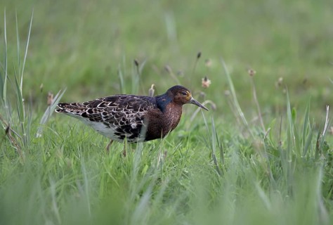 Ruff (Philomachus pugnax) in a meadow, Texel, North Holland, Netherlands