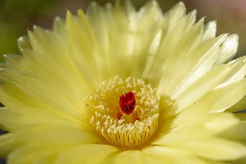 In a woestijnachtige omgeving bloeit een gele cactusbloem. The opvallende felrode stamper stands in